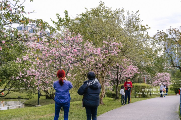 陽光運動公園櫻花｜安坑輕軌直達陽光運動公園，台北賞櫻景點推薦(交通) @女子的休假計劃