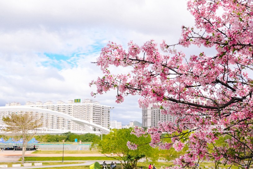 陽光運動公園櫻花｜安坑輕軌直達陽光運動公園，台北賞櫻景點推薦(交通) @女子的休假計劃