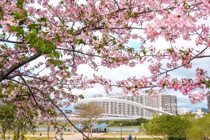 陽光運動公園櫻花｜安坑輕軌直達陽光運動公園，台北賞櫻景點推薦(交通) @女子的休假計劃