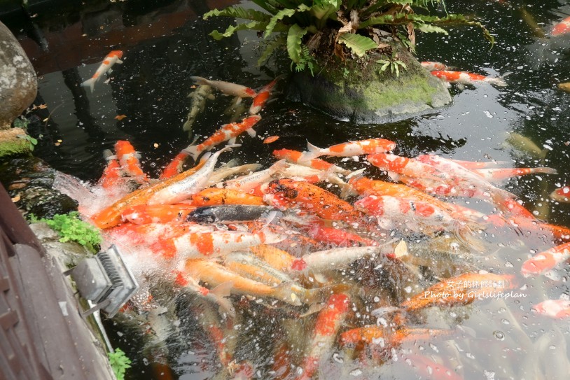 竹居茶樓｜古色古香江南風茶樓吃港點邊餵魚超愜意(菜單) @女子的休假計劃