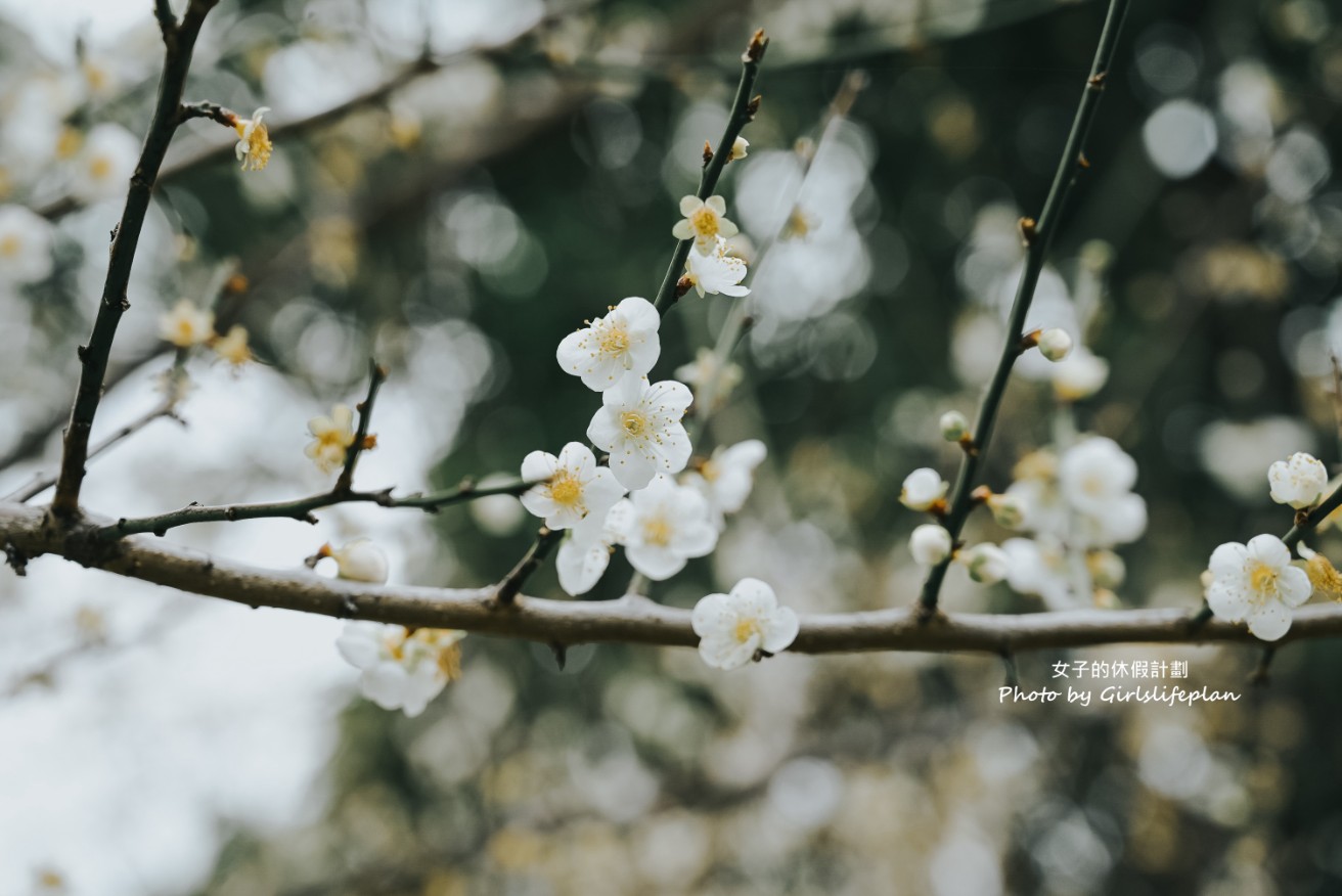 逸仙公園 | 2023年最新花況報導，台北日式景點/台北免費婚紗景點 @女子的休假計劃