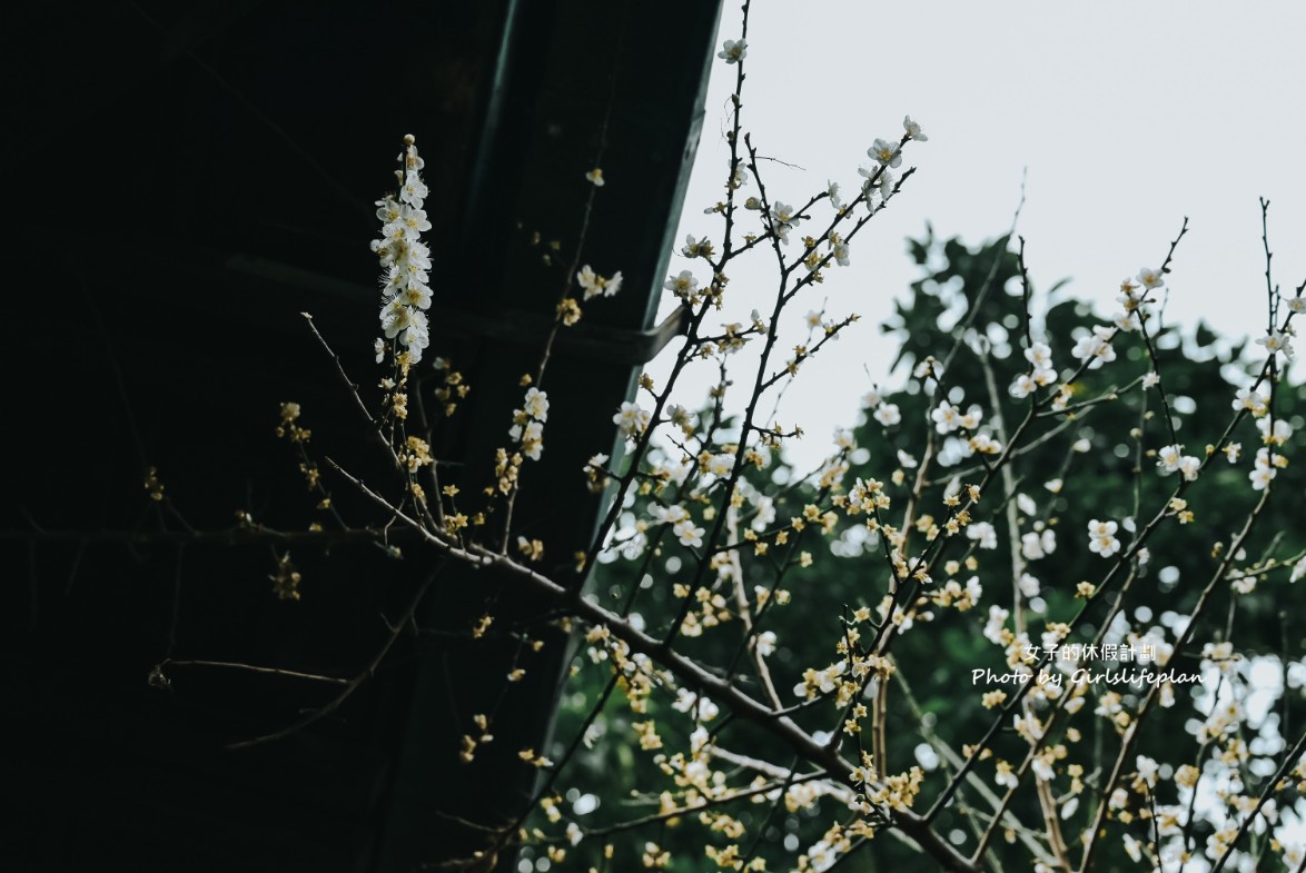 逸仙公園 | 2023年最新花況報導，台北日式景點/台北免費婚紗景點 @女子的休假計劃