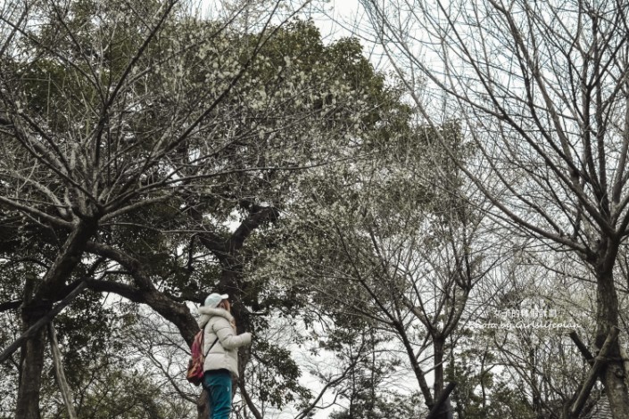 逸仙公園 | 2023年最新花況報導，台北日式景點/台北免費婚紗景點 @女子的休假計劃