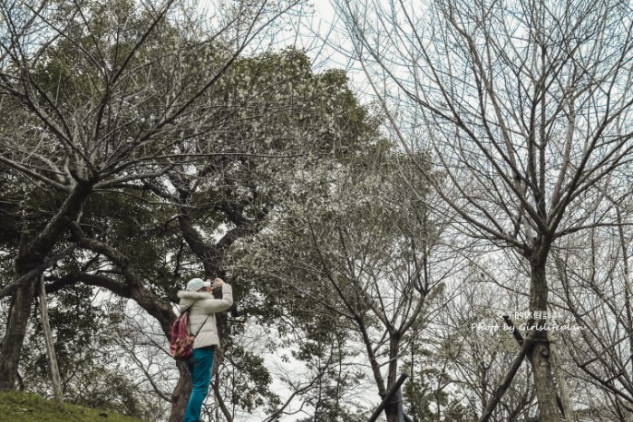 逸仙公園 | 2023年最新花況報導，台北日式景點/台北免費婚紗景點 @女子的休假計劃