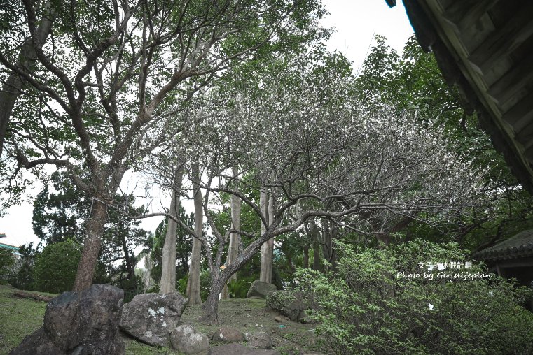 至善園｜免門票，台北賞櫻景點、台北賞梅景點(交通) @女子的休假計劃