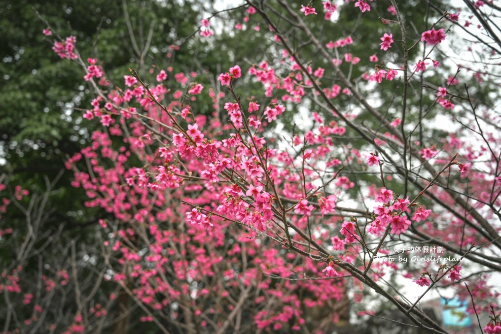 至善園｜免門票，台北賞櫻景點、台北賞梅景點(交通) @女子的休假計劃