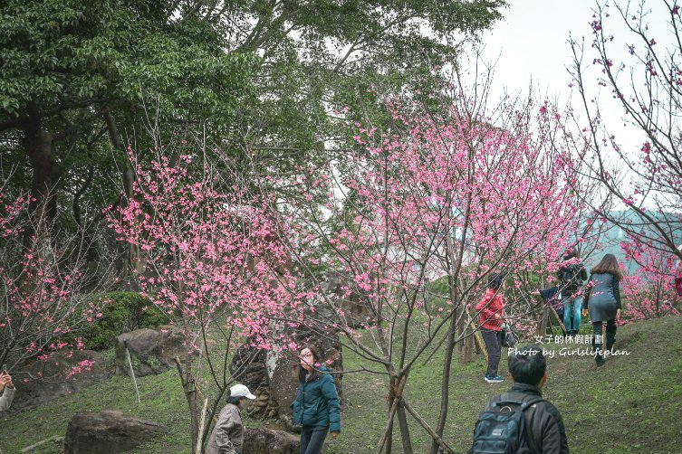 至善園｜免門票，台北賞櫻景點、台北賞梅景點(交通) @女子的休假計劃