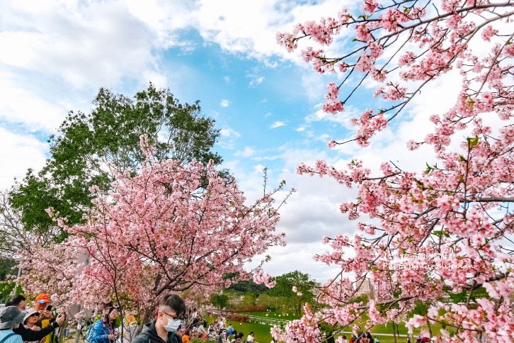 陽光運動公園櫻花｜安坑輕軌直達陽光運動公園，台北賞櫻景點推薦(交通) @女子的休假計劃