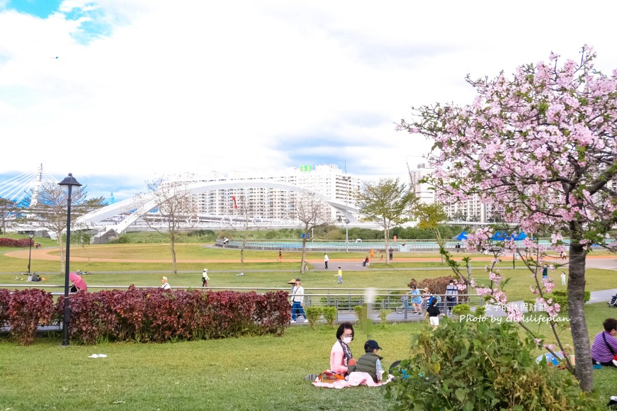 陽光運動公園櫻花｜安坑輕軌直達陽光運動公園，台北賞櫻景點推薦(交通) @女子的休假計劃