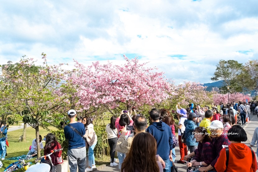 陽光運動公園櫻花｜安坑輕軌直達陽光運動公園，台北賞櫻景點推薦(交通) @女子的休假計劃