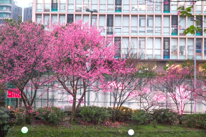 汐止櫻花大道｜康誥坑溪畔賞櫻景點(交通) @女子的休假計劃