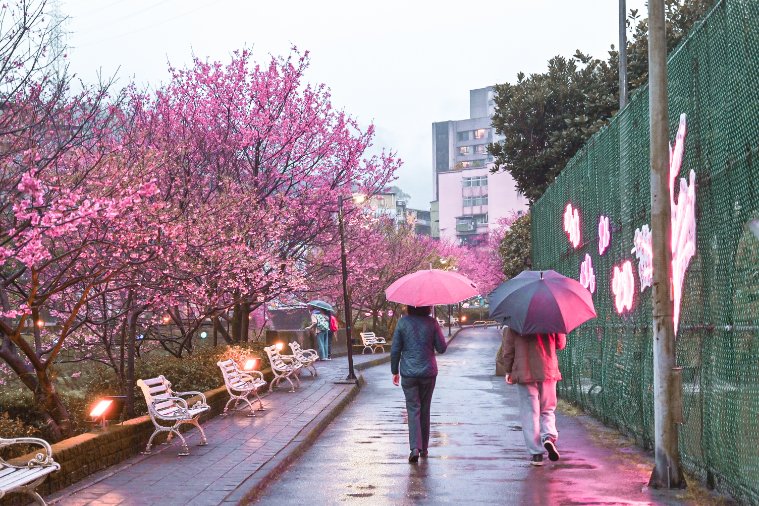 汐止櫻花大道｜康誥坑溪畔賞櫻景點(交通) @女子的休假計劃