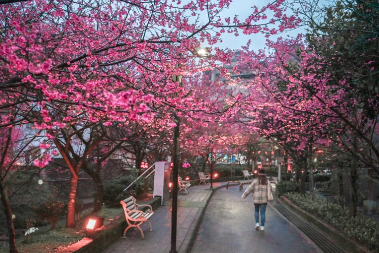 汐止櫻花大道｜康誥坑溪畔賞櫻景點(交通) @女子的休假計劃