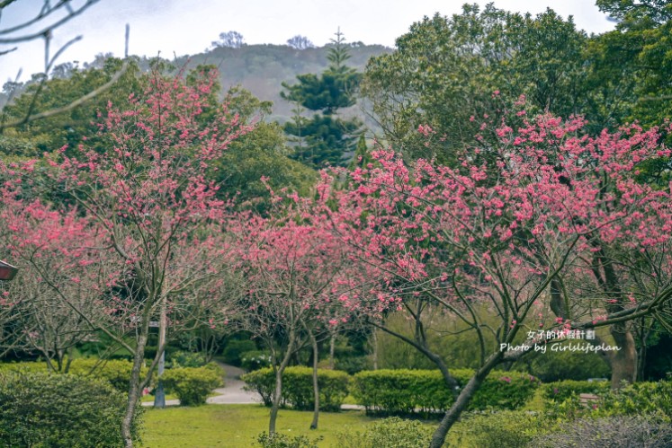 前山公園｜台北賞櫻景點/免費溫泉公共浴室(交通) @女子的休假計劃