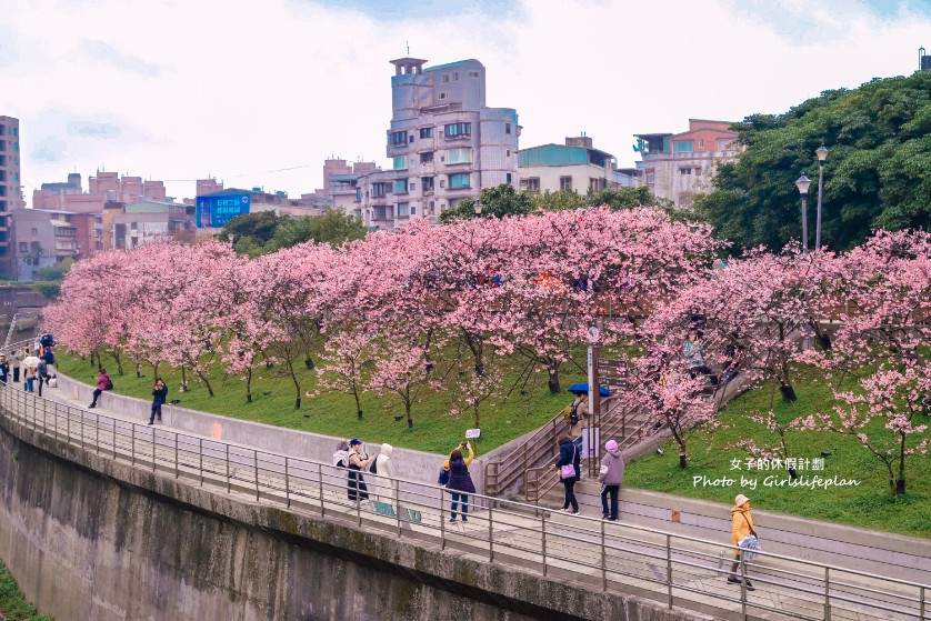 樂活公園櫻花｜樂活夜櫻季賞櫻景點，搭捷運就能到(交通) @女子的休假計劃