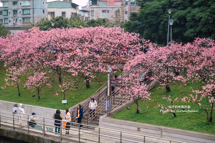 樂活公園櫻花｜樂活夜櫻季賞櫻景點，搭捷運就能到(交通) @女子的休假計劃