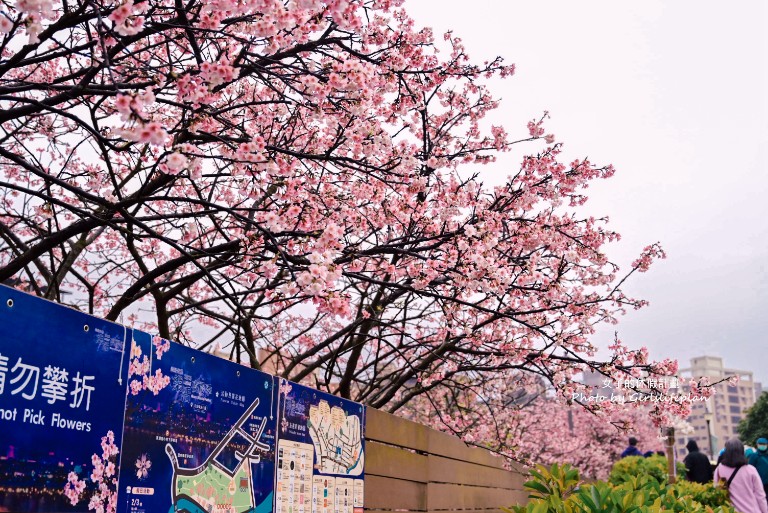 樂活公園櫻花｜樂活夜櫻季賞櫻景點，搭捷運就能到(交通) @女子的休假計劃