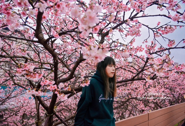 樂活公園櫻花｜樂活夜櫻季賞櫻景點，搭捷運就能到(交通) @女子的休假計劃