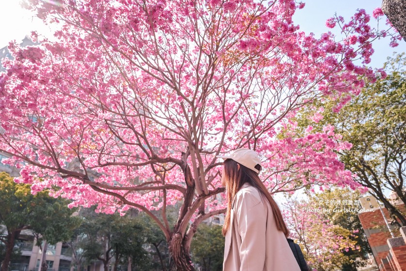 高雄民權國小洋紅風鈴木｜最美洋紅風鈴木搭捷運就能到(交通) @女子的休假計劃