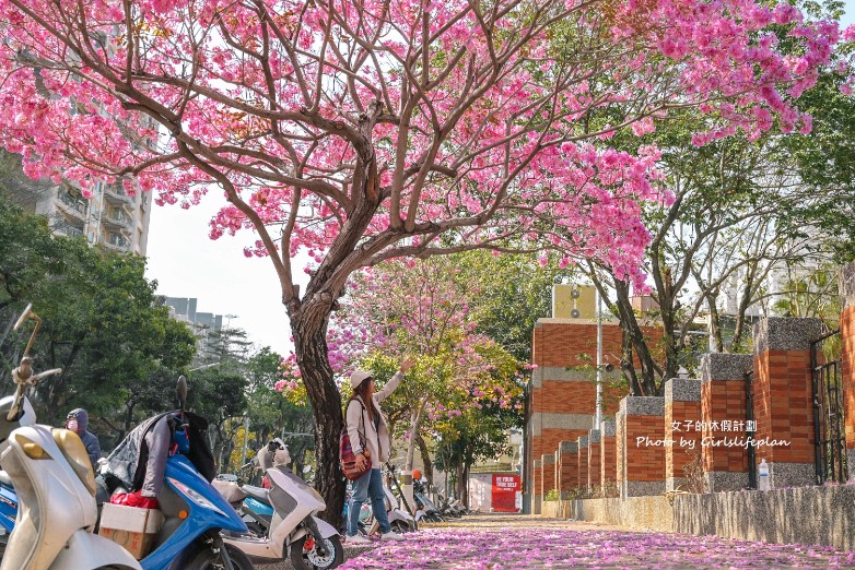 高雄民權國小洋紅風鈴木｜最美洋紅風鈴木搭捷運就能到(交通) @女子的休假計劃