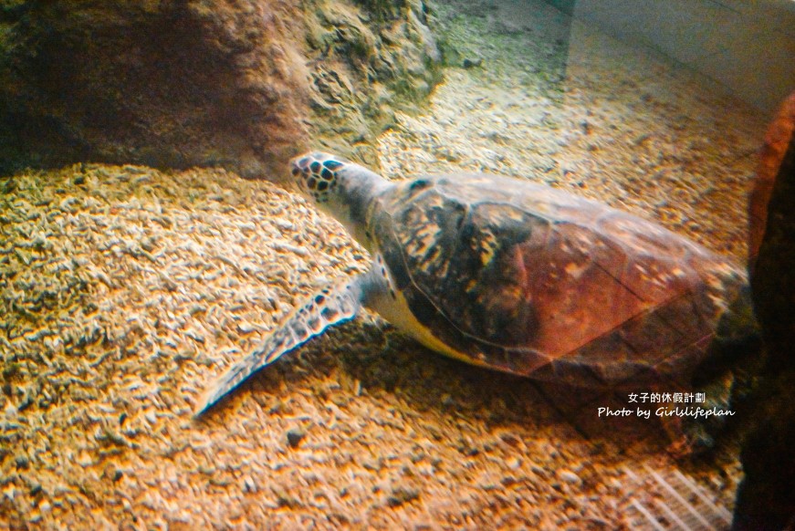 澎湖水族館｜超美海底隧道，餵食秀超精彩(交通) @女子的休假計劃