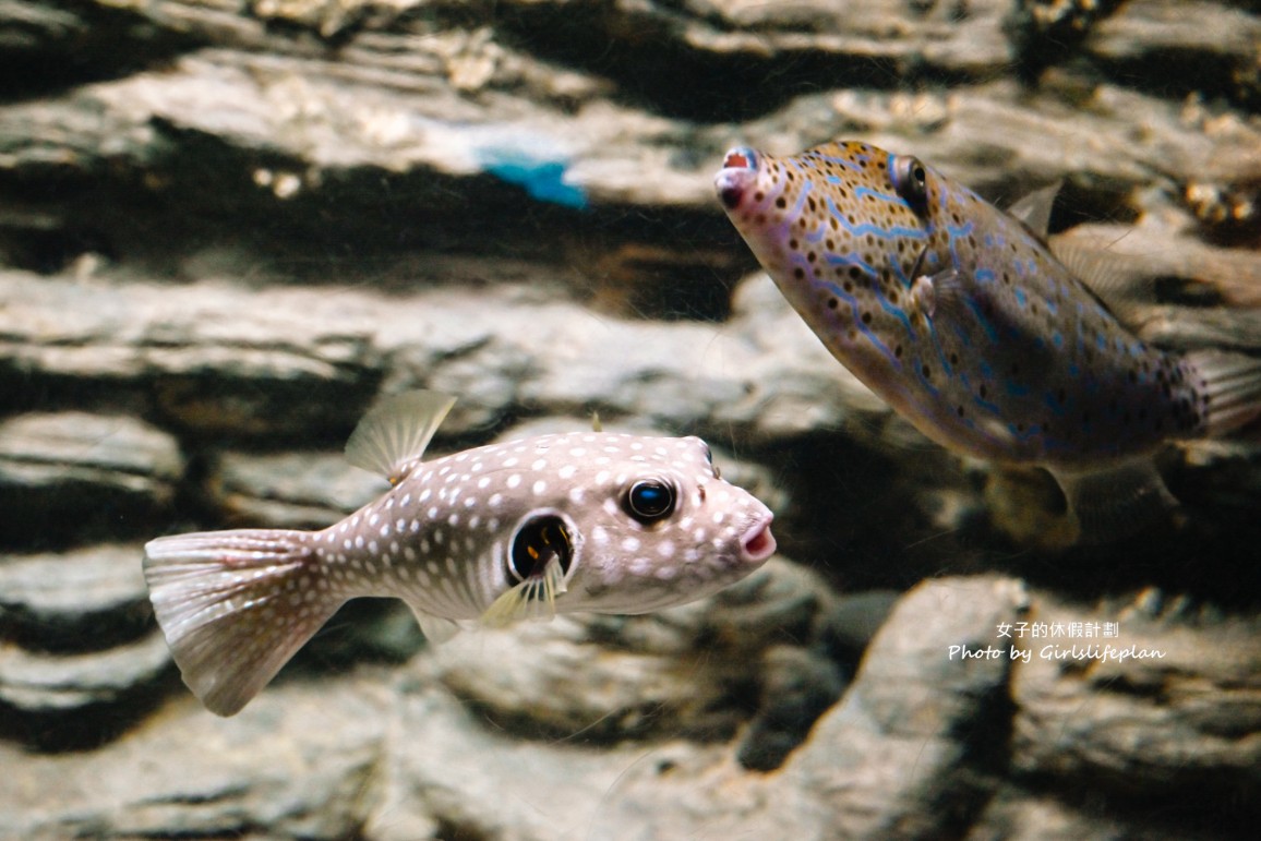 澎湖水族館｜超美海底隧道，餵食秀超精彩(交通) @女子的休假計劃