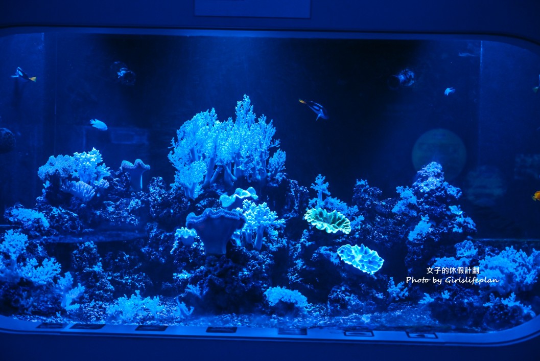 澎湖水族館｜超美海底隧道，餵食秀超精彩(交通) @女子的休假計劃