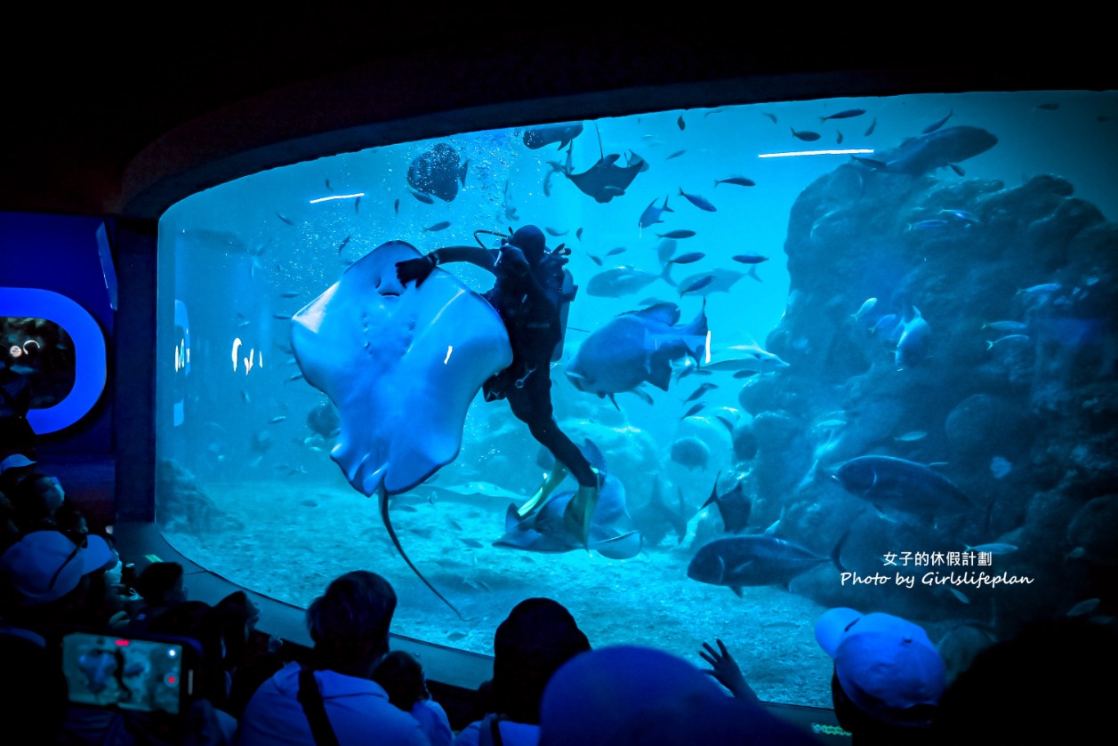 澎湖水族館｜超美海底隧道，餵食秀超精彩(交通) @女子的休假計劃