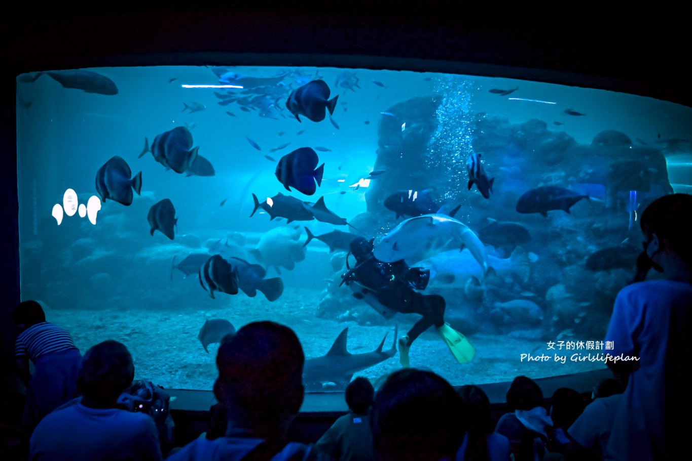 澎湖水族館｜超美海底隧道，餵食秀超精彩(交通) @女子的休假計劃