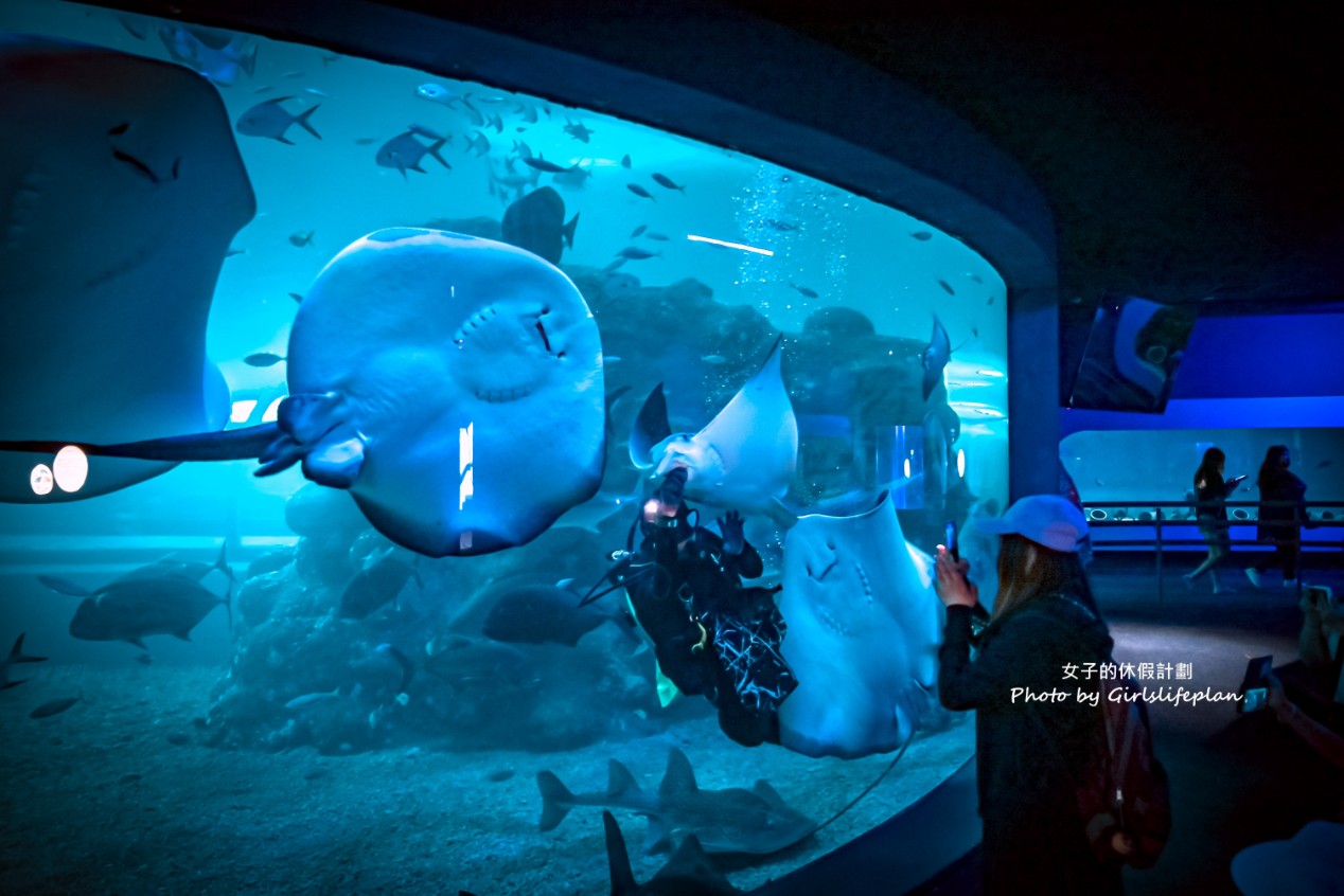 澎湖水族館｜超美海底隧道，餵食秀超精彩(交通) @女子的休假計劃