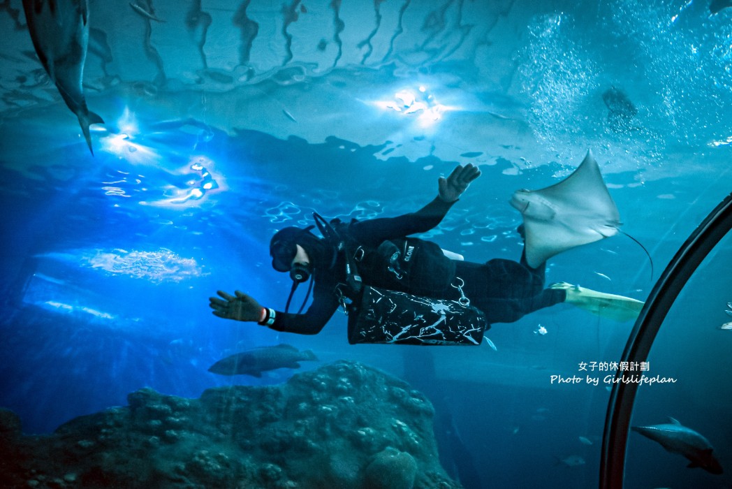 澎湖水族館｜超美海底隧道，餵食秀超精彩(交通) @女子的休假計劃