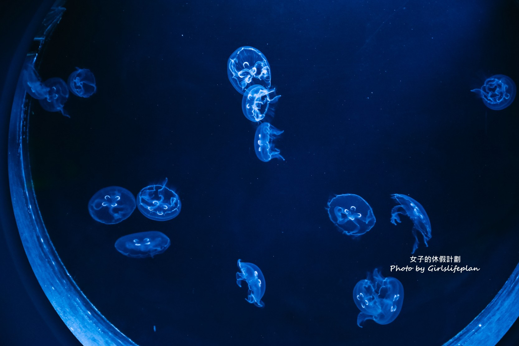 澎湖水族館｜超美海底隧道，餵食秀超精彩(交通) @女子的休假計劃