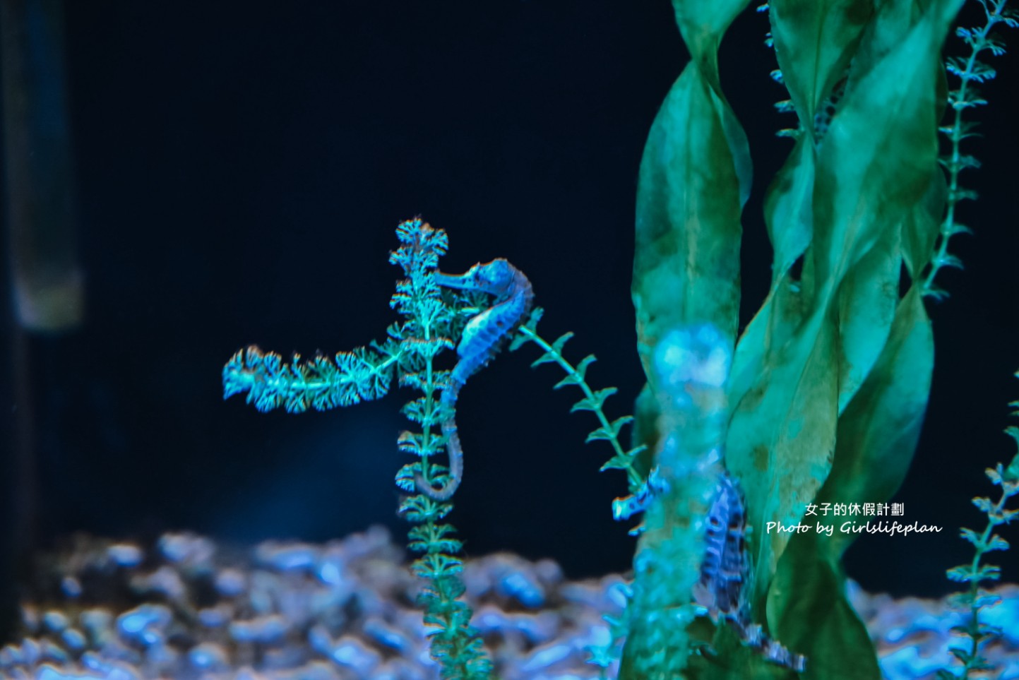 澎湖水族館｜超美海底隧道，餵食秀超精彩(交通) @女子的休假計劃