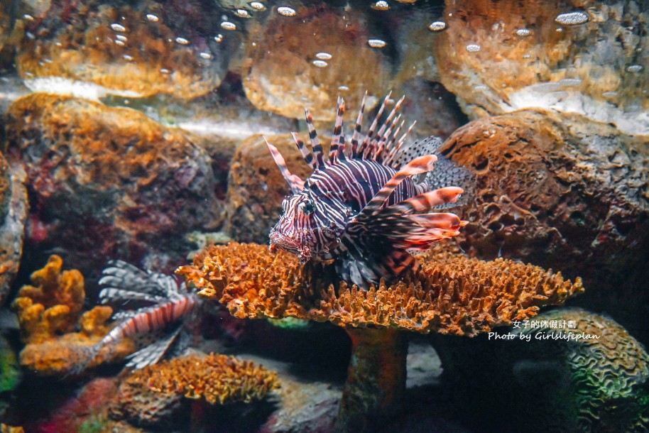 澎湖水族館｜超美海底隧道，餵食秀超精彩(交通) @女子的休假計劃