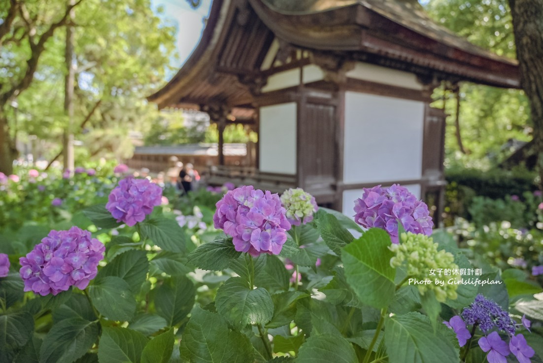 藤森神社｜京都賞繡球花景點一共3500株凝聚幸福浪漫花語 @女子的休假計劃