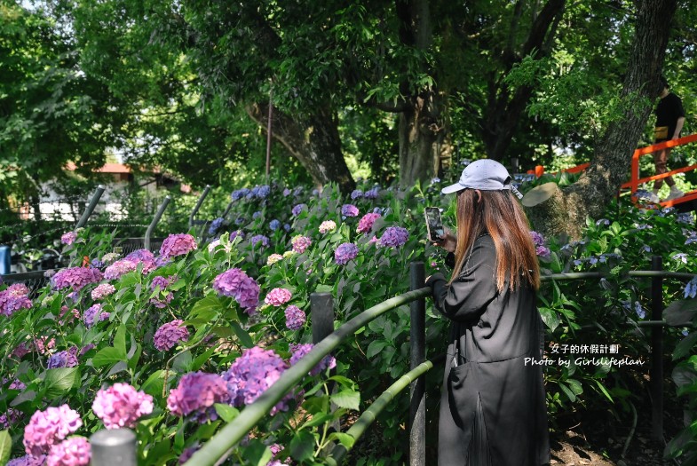 藤森神社｜京都賞繡球花景點一共3500株凝聚幸福浪漫花語 @女子的休假計劃
