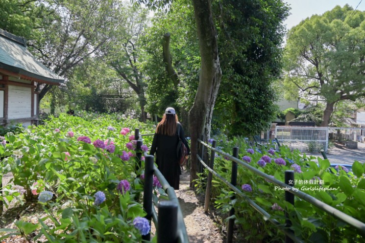 藤森神社｜京都賞繡球花景點一共3500株凝聚幸福浪漫花語 @女子的休假計劃