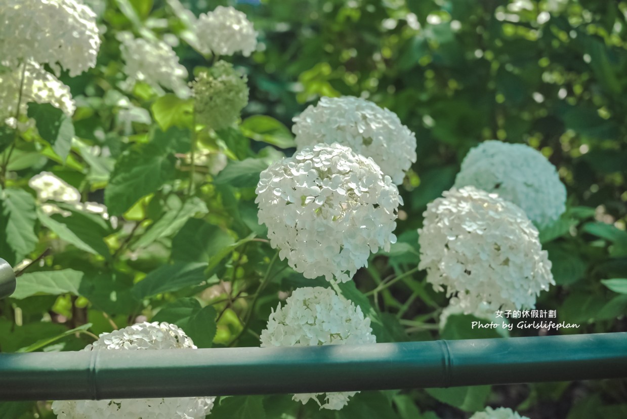 藤森神社｜京都賞繡球花景點一共3500株凝聚幸福浪漫花語 @女子的休假計劃