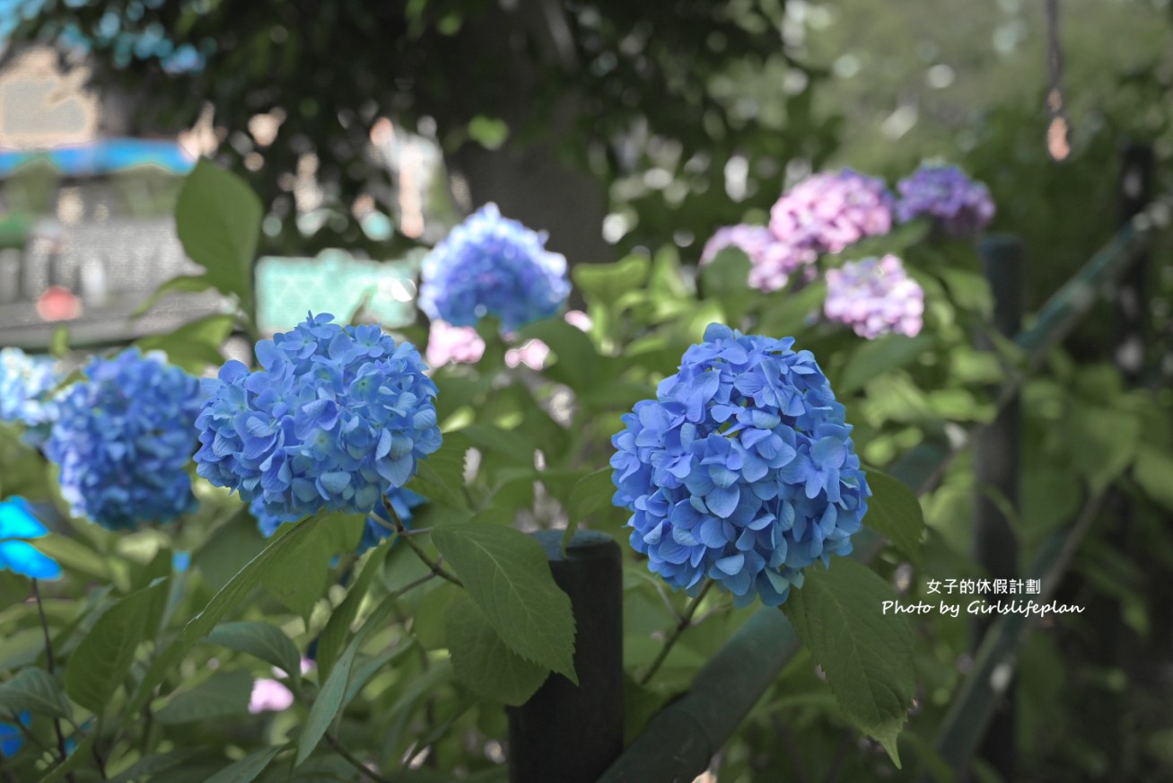 藤森神社｜京都賞繡球花景點一共3500株凝聚幸福浪漫花語 @女子的休假計劃