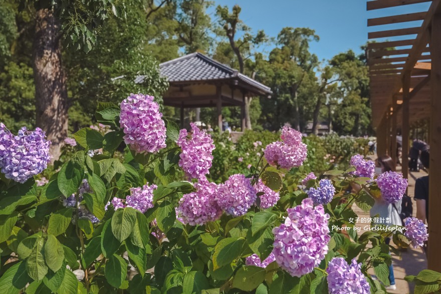 藤森神社｜京都賞繡球花景點一共3500株凝聚幸福浪漫花語 @女子的休假計劃