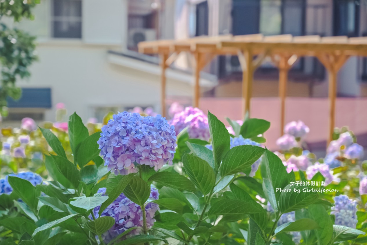 藤森神社｜京都賞繡球花景點一共3500株凝聚幸福浪漫花語 @女子的休假計劃