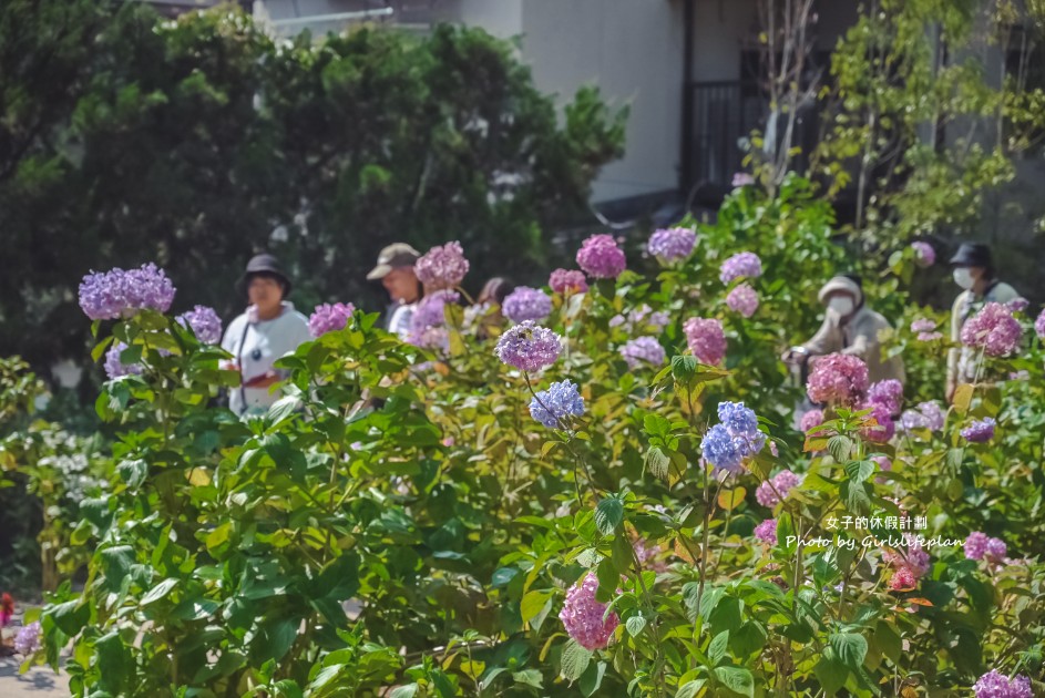 藤森神社｜京都賞繡球花景點一共3500株凝聚幸福浪漫花語 @女子的休假計劃