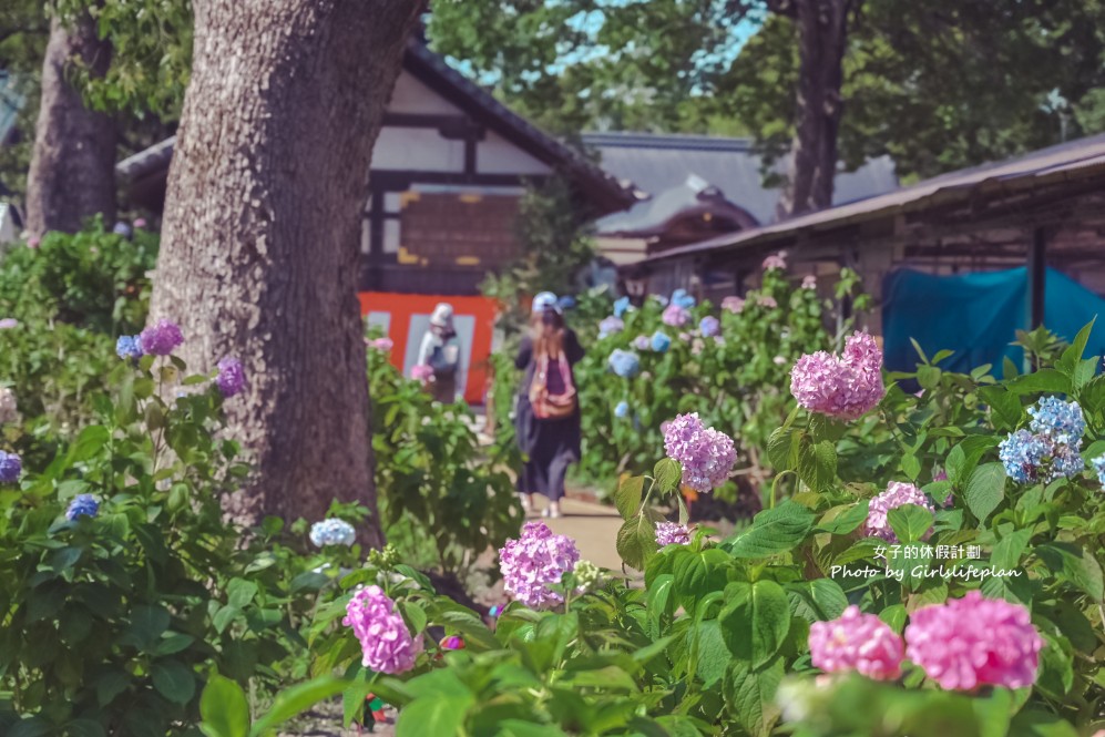 藤森神社｜京都賞繡球花景點一共3500株凝聚幸福浪漫花語 @女子的休假計劃