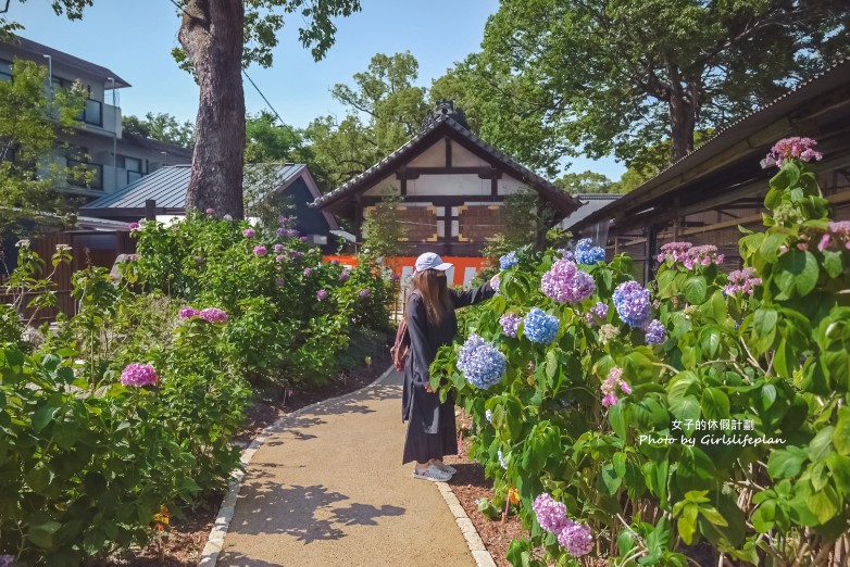 藤森神社｜京都賞繡球花景點一共3500株凝聚幸福浪漫花語 @女子的休假計劃