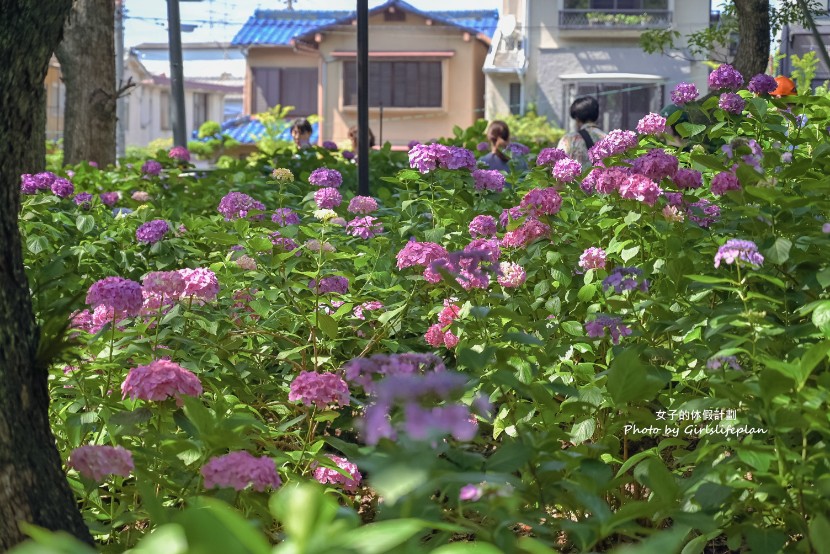 藤森神社｜京都賞繡球花景點一共3500株凝聚幸福浪漫花語 @女子的休假計劃