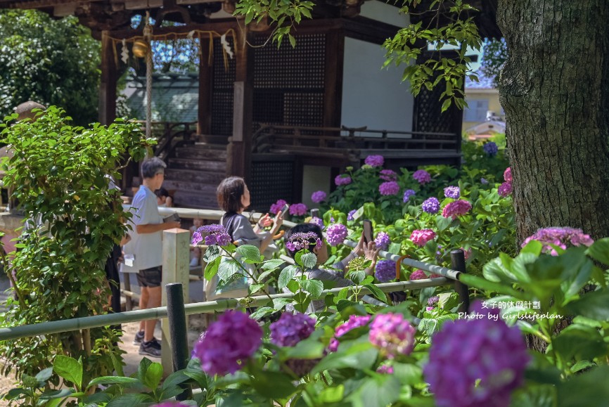 藤森神社｜京都賞繡球花景點一共3500株凝聚幸福浪漫花語 @女子的休假計劃