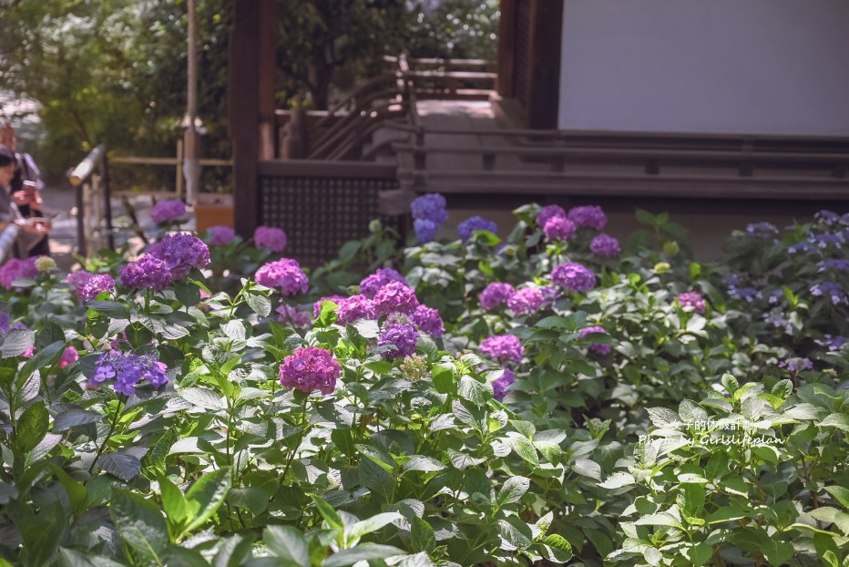 藤森神社｜京都賞繡球花景點一共3500株凝聚幸福浪漫花語 @女子的休假計劃