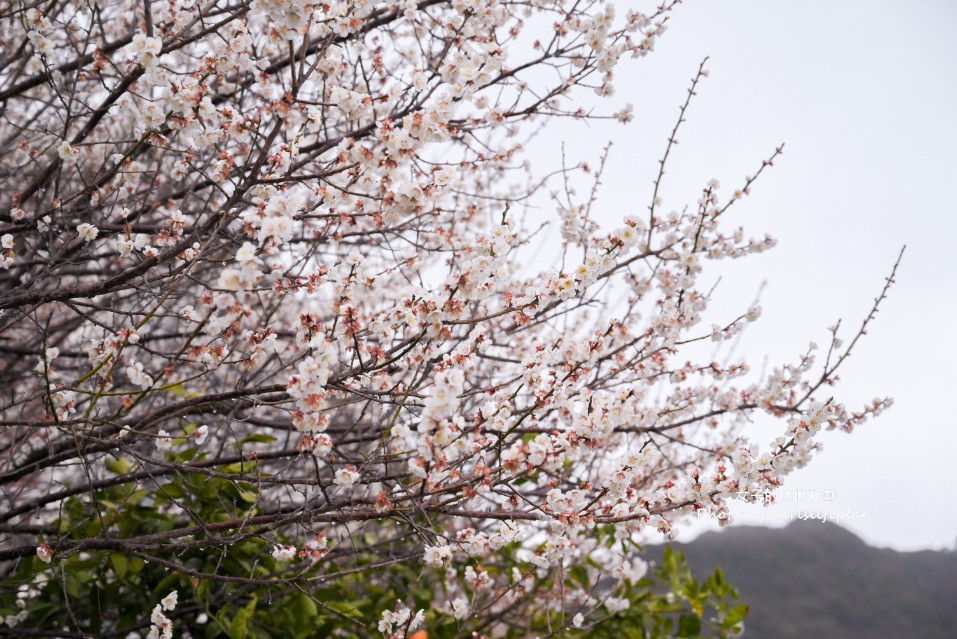 靜岡賞櫻一日遊｜伊豆河津櫻＆富士山絕景展望台＆草莓吃到飽 @女子的休假計劃
