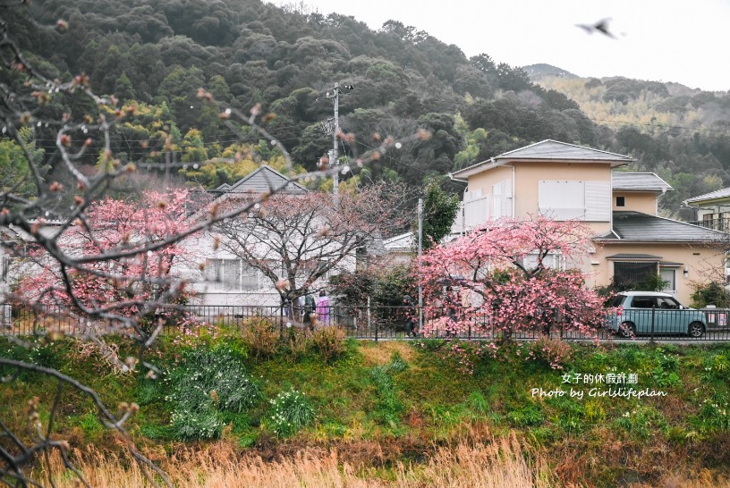 靜岡賞櫻一日遊｜伊豆河津櫻＆富士山絕景展望台＆草莓吃到飽 @女子的休假計劃