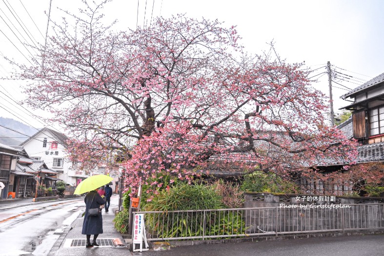 靜岡賞櫻一日遊｜伊豆河津櫻＆富士山絕景展望台＆草莓吃到飽 @女子的休假計劃